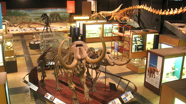 charter bus ann arbor michigan attractions university of michigan museum of natural history