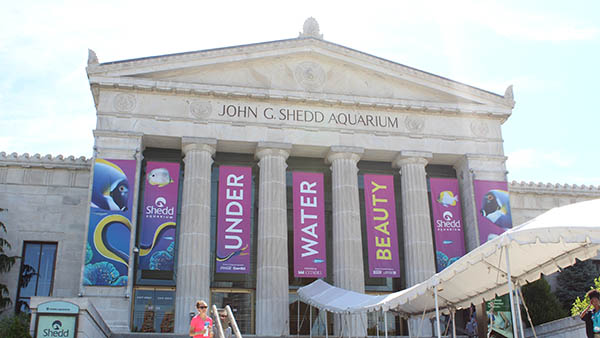 charter bus chicago attractions shedd aquarium