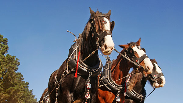 barons bus tickets city attractions rolling prairie indiana sandy acres