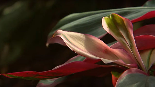 barons bus tickets fort wayne in attraction foellinger friemann botanical conservatory